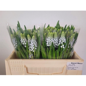 Muscari Manon