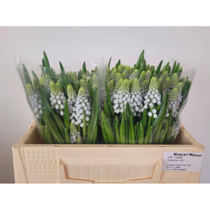 <h4>Muscari Manon</h4>