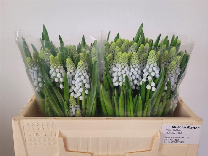 <h4>Muscari Manon</h4>