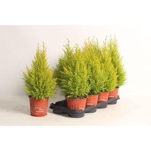 Cupressus macro. 'Goldcrest Wilma'