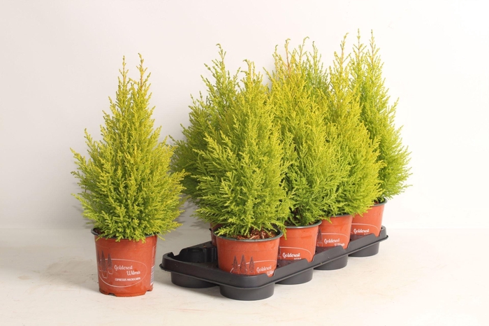 <h4>Cupressus macro. 'Goldcrest Wilma'</h4>
