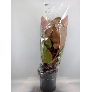 Philodendron   ...