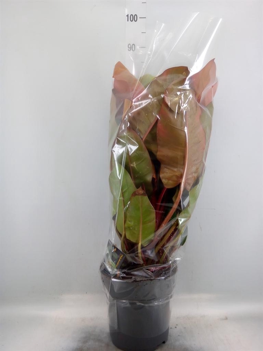 <h4>Philodendron ...</h4>
