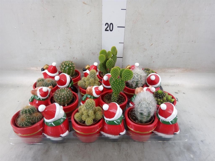 <h4>Cactus   ...</h4>