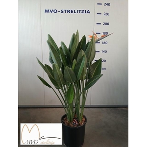 STRELITZIA REGIN BL