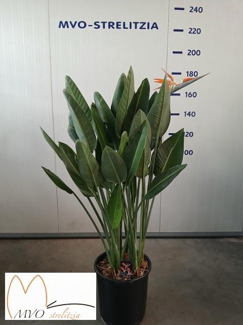 <h4>STRELITZIA REGIN BL</h4>