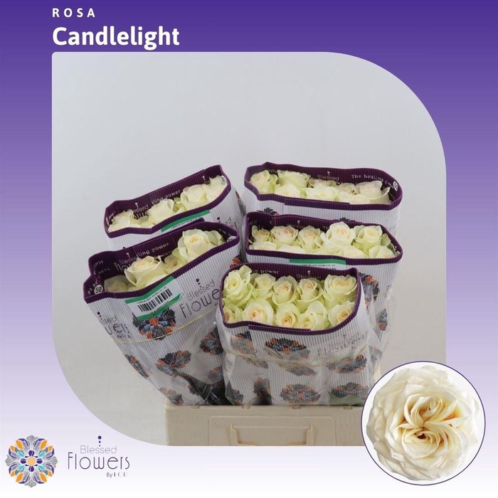 <h4>Rosa gr Candlelight</h4>