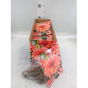 Dahlia   ...flowerbulbs