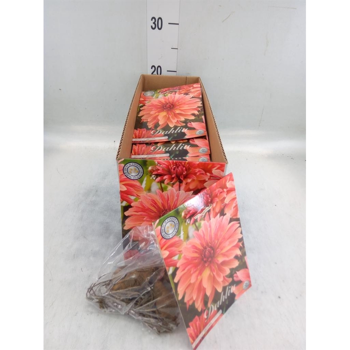 <h4>Dahlia   ...flowerbulbs</h4>