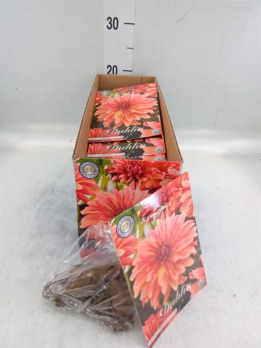 <h4>Dahlia   ...flowerbulbs</h4>