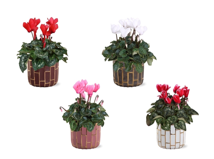 <h4>Collectie "Luxury World" Cyclamen in keramiek Pascalle</h4>