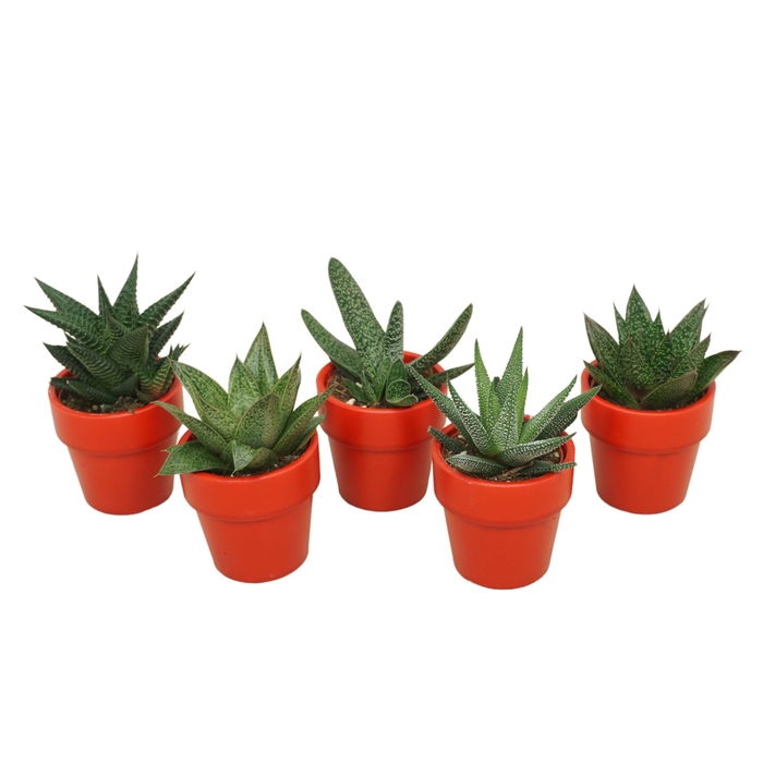 <h4>Aloe</h4>