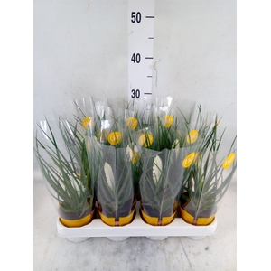 Tillandsia cyanea 'Biancini'