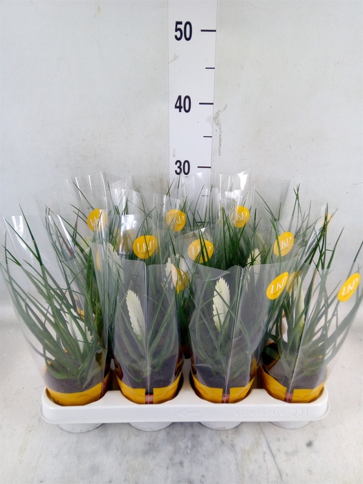 <h4>Tillandsia cyanea 'Biancini'</h4>