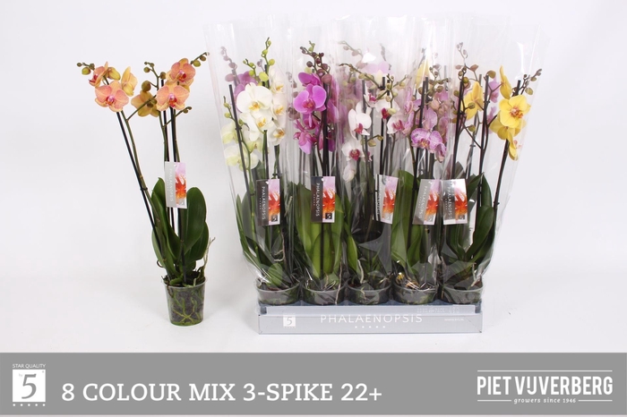 <h4>PHAL GEM 8 KL</h4>