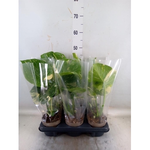 Monstera delic. 'Thai Constellatio'