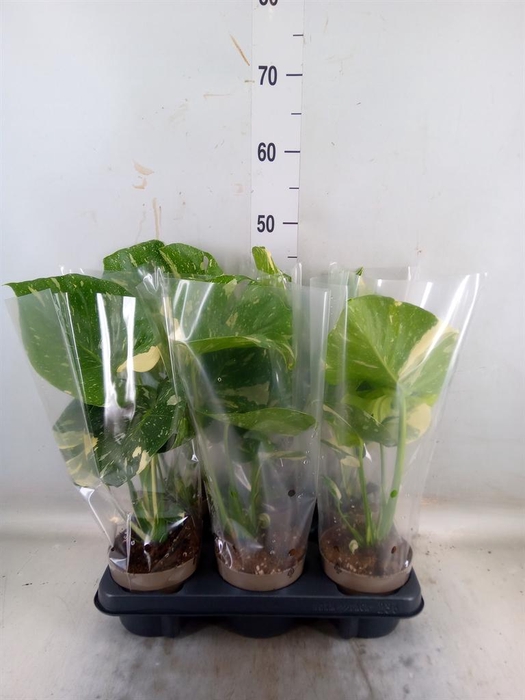 <h4>Monstera delic. 'Thai Constellatio'</h4>