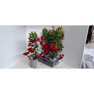 MANDE SUN RED