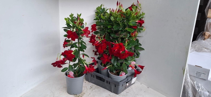 <h4>MANDE SUN RED</h4>