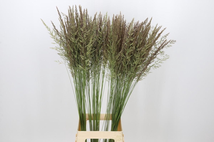 <h4>Calamagrostis Brachytricha</h4>