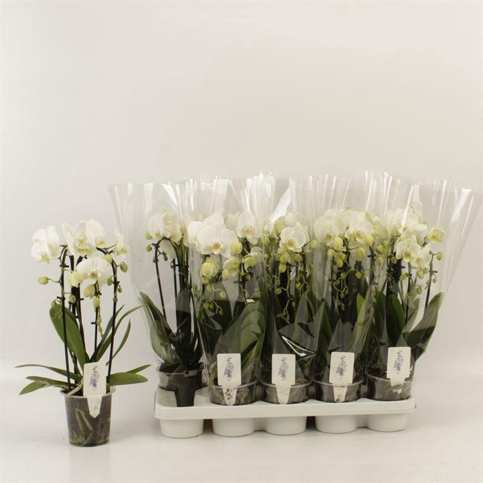 <h4>PHAL EL CASCADE</h4>