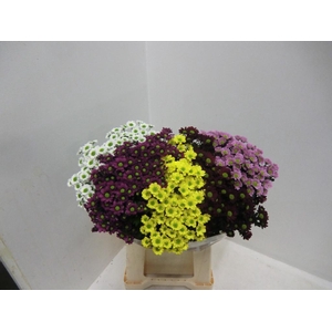 CHR SAN MAD GEM 5 KL