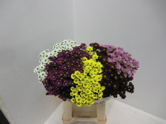 <h4>CHR SAN MAD GEM 5 KL</h4>