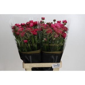 Ranunculus Magical Delight