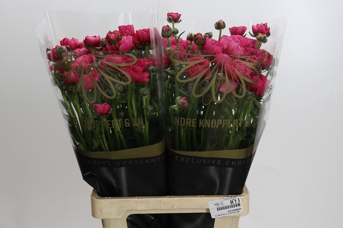 <h4>Ranunculus Magical Delight</h4>