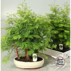 BONSAI OV