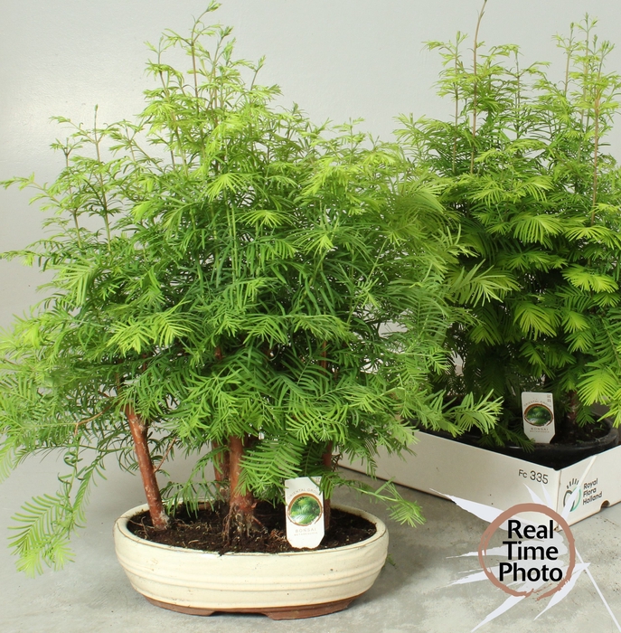 <h4>BONSAI OV</h4>