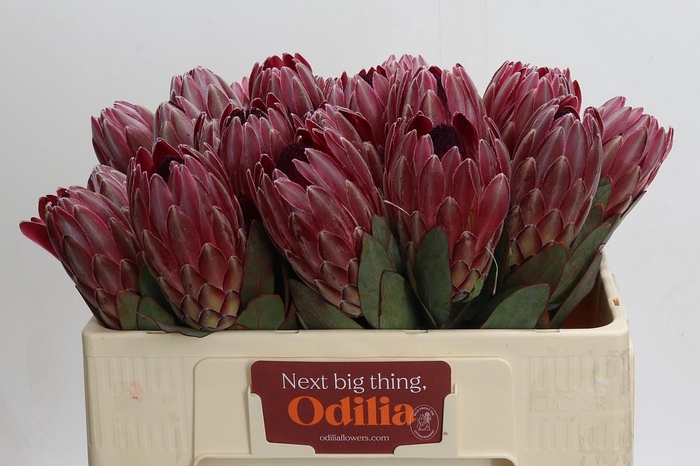 <h4>Protea Sharon</h4>