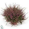 CALLU ECKART MIESSNE