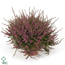 CALLU ECKART MIESSNE