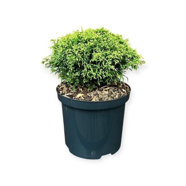 <h4>Chamaecyparis p. 'White Pygmy'</h4>