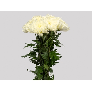 CRIS SNOWDOWN 080 CM