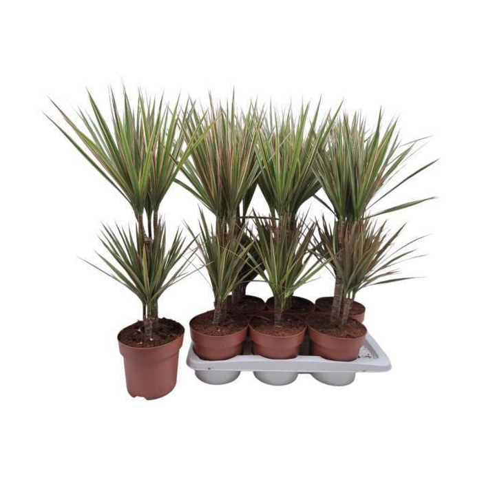 <h4>DRA MARG BICOLOR</h4>