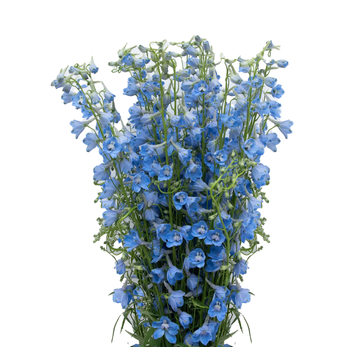 DELPHINIUM SKY WALTZ Tessa