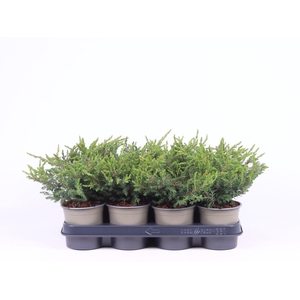 Juniperus communis 'Repanda'