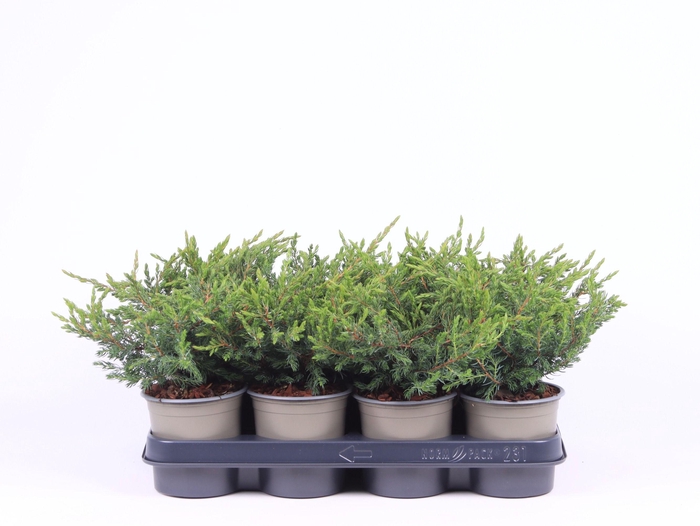 <h4>Juniperus communis 'Repanda'</h4>