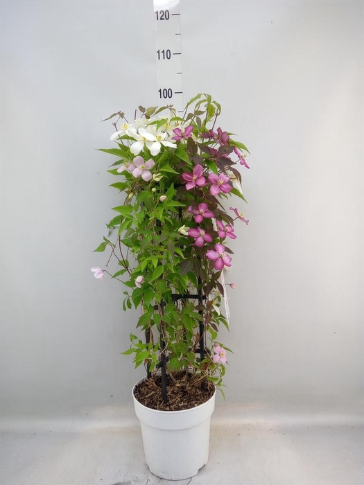 <h4>Clematis montana</h4>