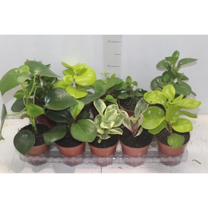 PEPEROMIA VARIADO P12