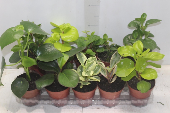 <h4>PEPEROMIA VARIADO P12</h4>