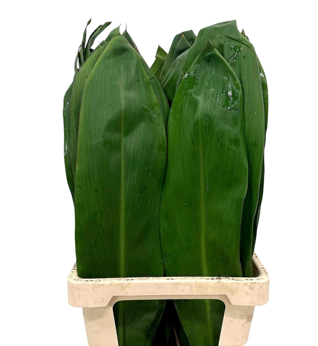 <h4>CORD FR GREEN TI</h4>