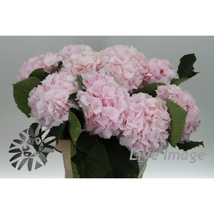 Hydrangea sweet verena
