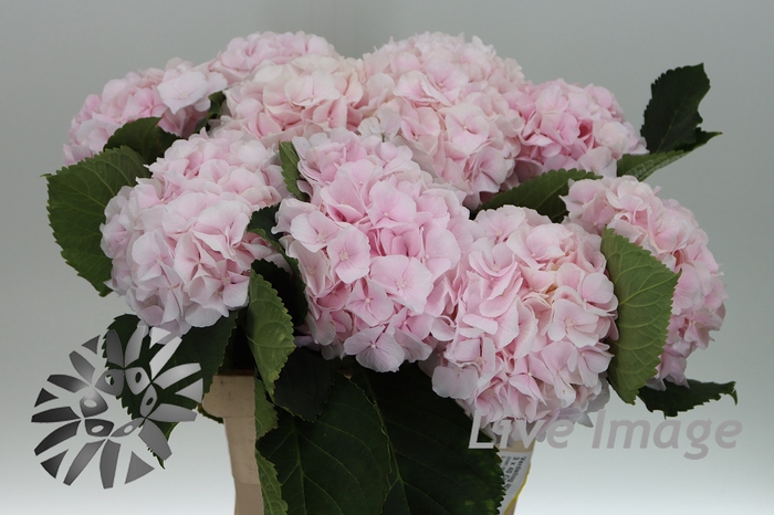 <h4>Hydrangea sweet verena</h4>