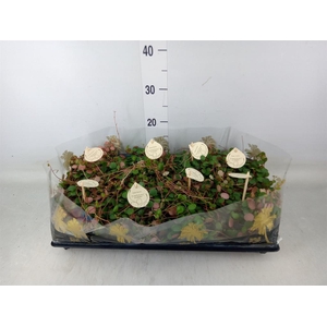 Peperomia  'Pepperspot'