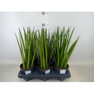 Sansevieria cyl.  ...