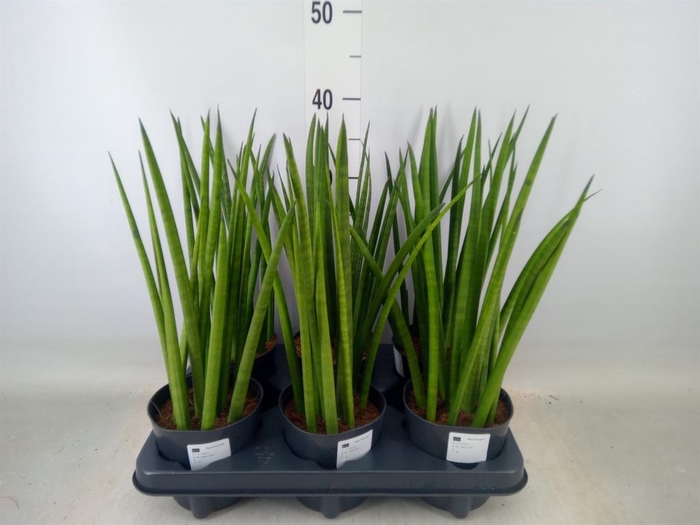 <h4>Sansevieria cyl.  ...</h4>