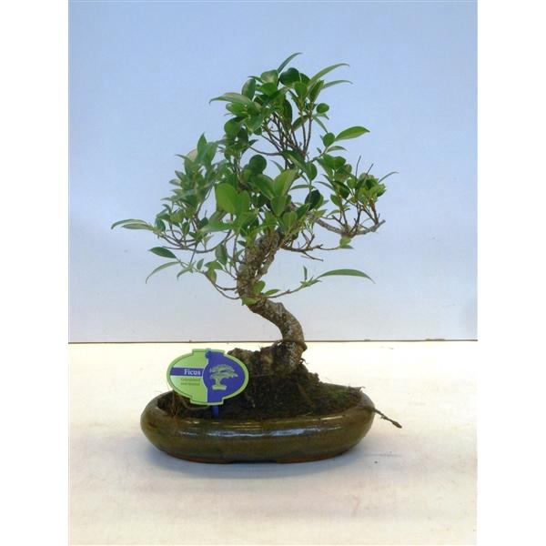 <h4>Ficus retusa, 24cm., shape, without drip tray</h4>